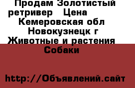 Продам Золотистый ретривер › Цена ­ 8 000 - Кемеровская обл., Новокузнецк г. Животные и растения » Собаки   